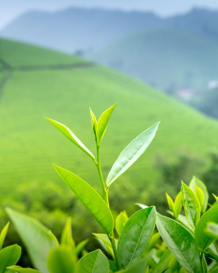 Pardgroup | Produzione